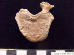 L_V20d5079 A16.175 R827 lR ta thoracic vertebra.JPG L_V20d5079 A16.175 R827 lR ta thoracic vertebra
